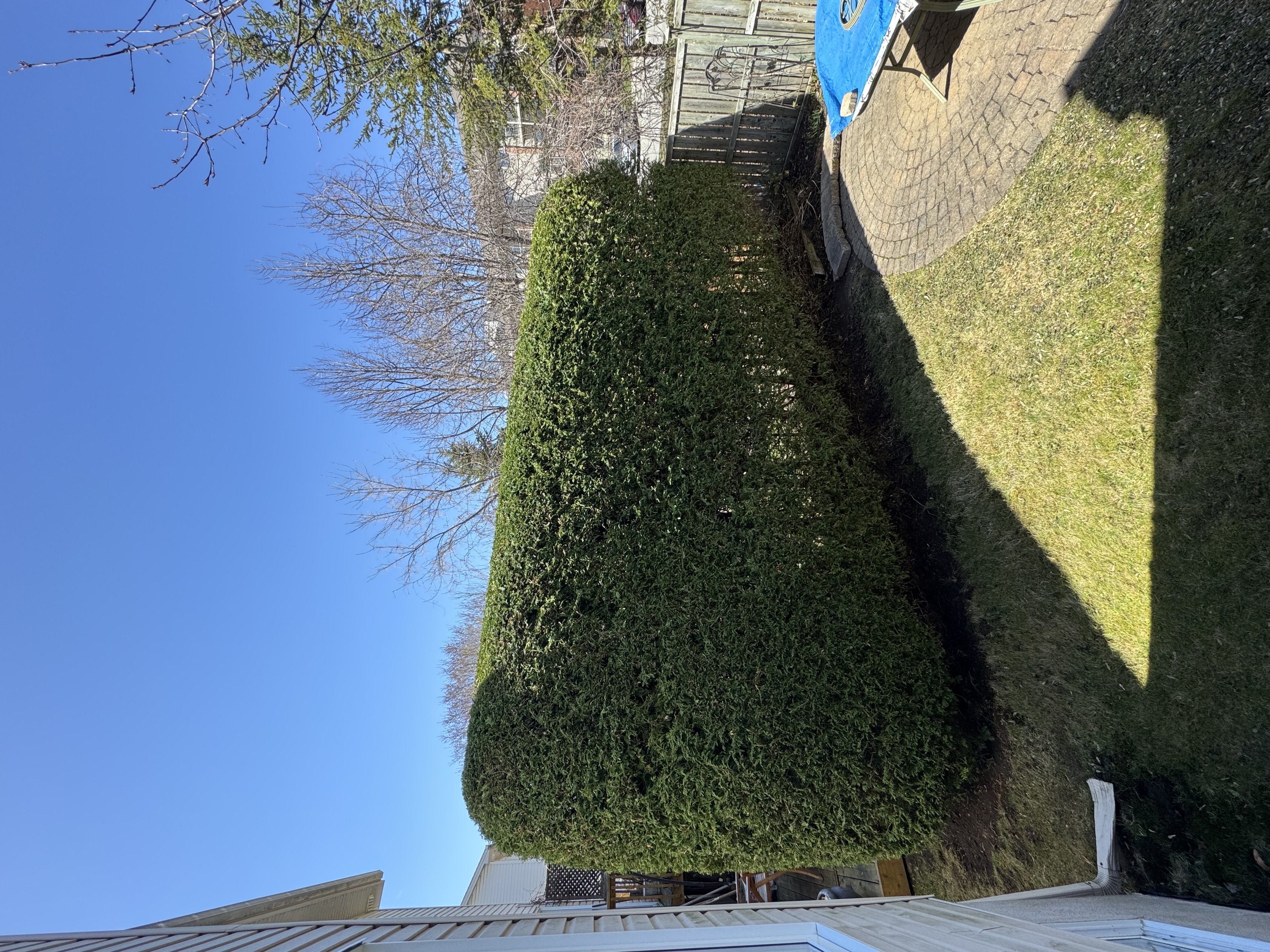 Neatly trimmed backyard hedge